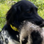 Kreisgruppen-Info XIII, Jagdhundeausbildung