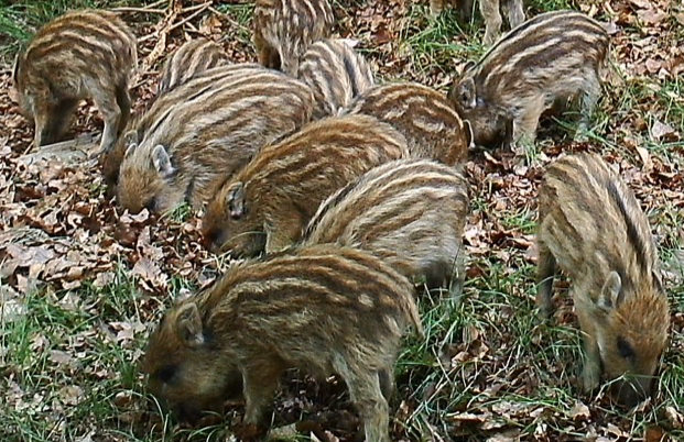 Online-Umfrage zur Afrikanischen Schweinepest (ASP)
