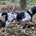 Info-Abend Hunde-Vorbereitungskurs 2026